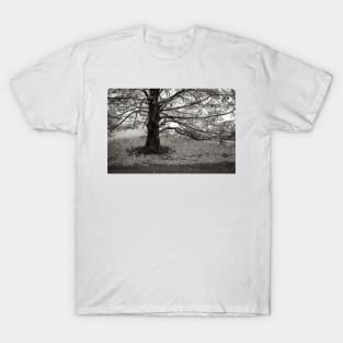 the stately tree, has released its leaves T-Shirt